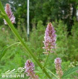 耳刺图片,耳刺的时尚演绎与魅力探索